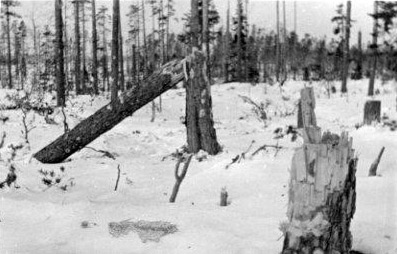 Maaliskuu 1940. Kollaa. Puita suomen joukkojen asemalla Musta -niminen mäellä