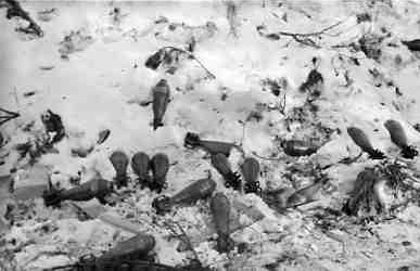 March 1940. Kollaa. Finnish lines on Black Hill